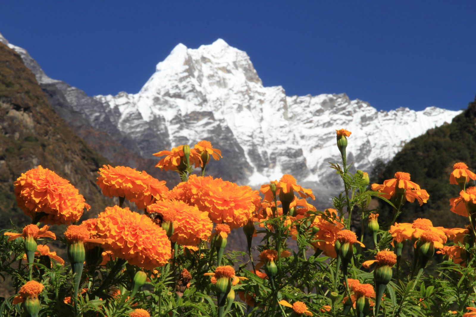 Schneegipfel und Blumenmeer – das gibt's so wohl nur in Nepal