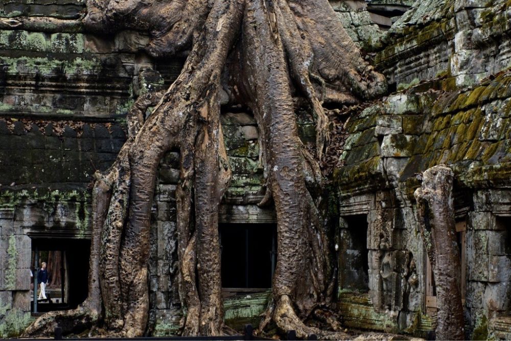 Dschungeltempel Tha Phrom versteckt in Angkor, Kambodscha