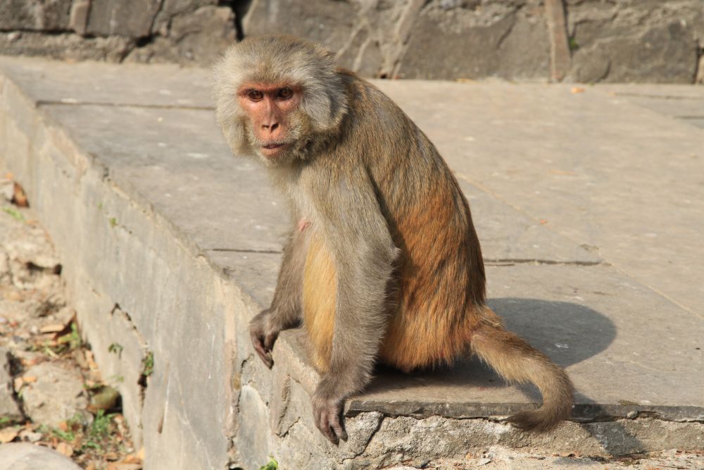 Affe beim „Affentempel“ Swoyambhunath im Kathmandutal