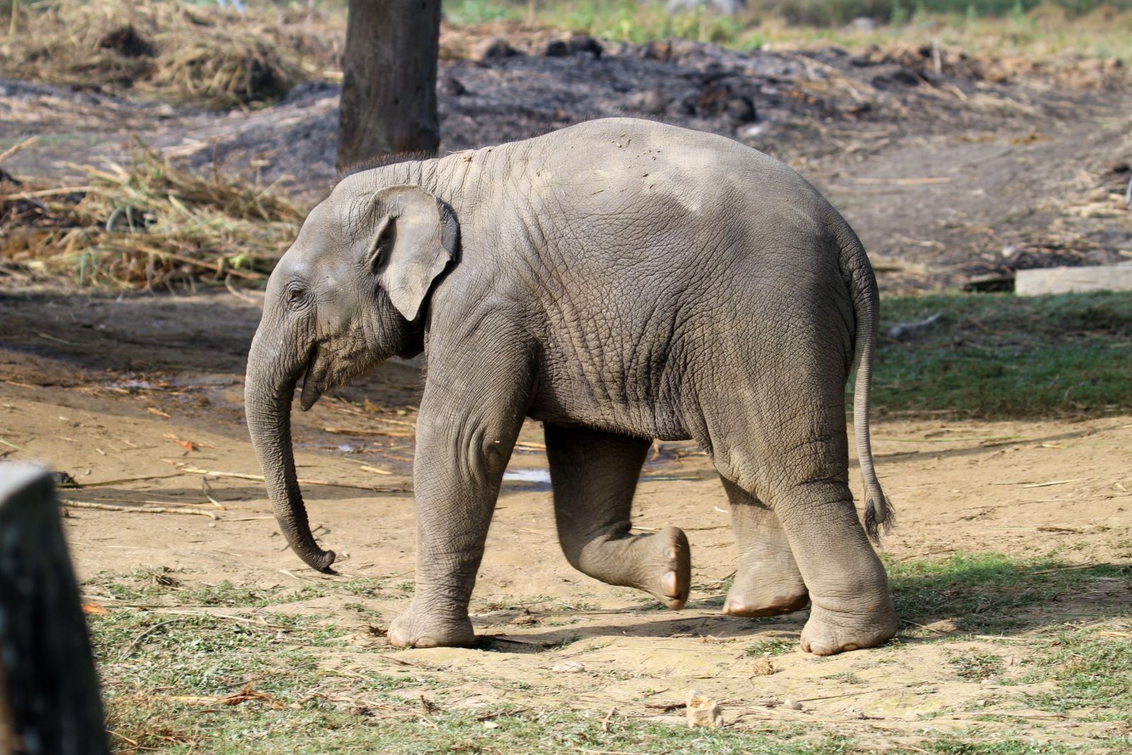 Baby-Elefant im Chitwan-Nationalpark