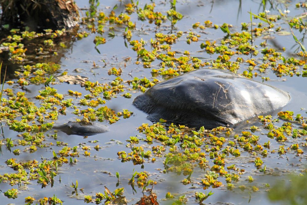 Schildkröte im Chitwan-Nationalpark