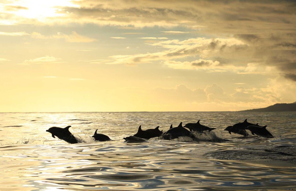 Delfine vor der Küste