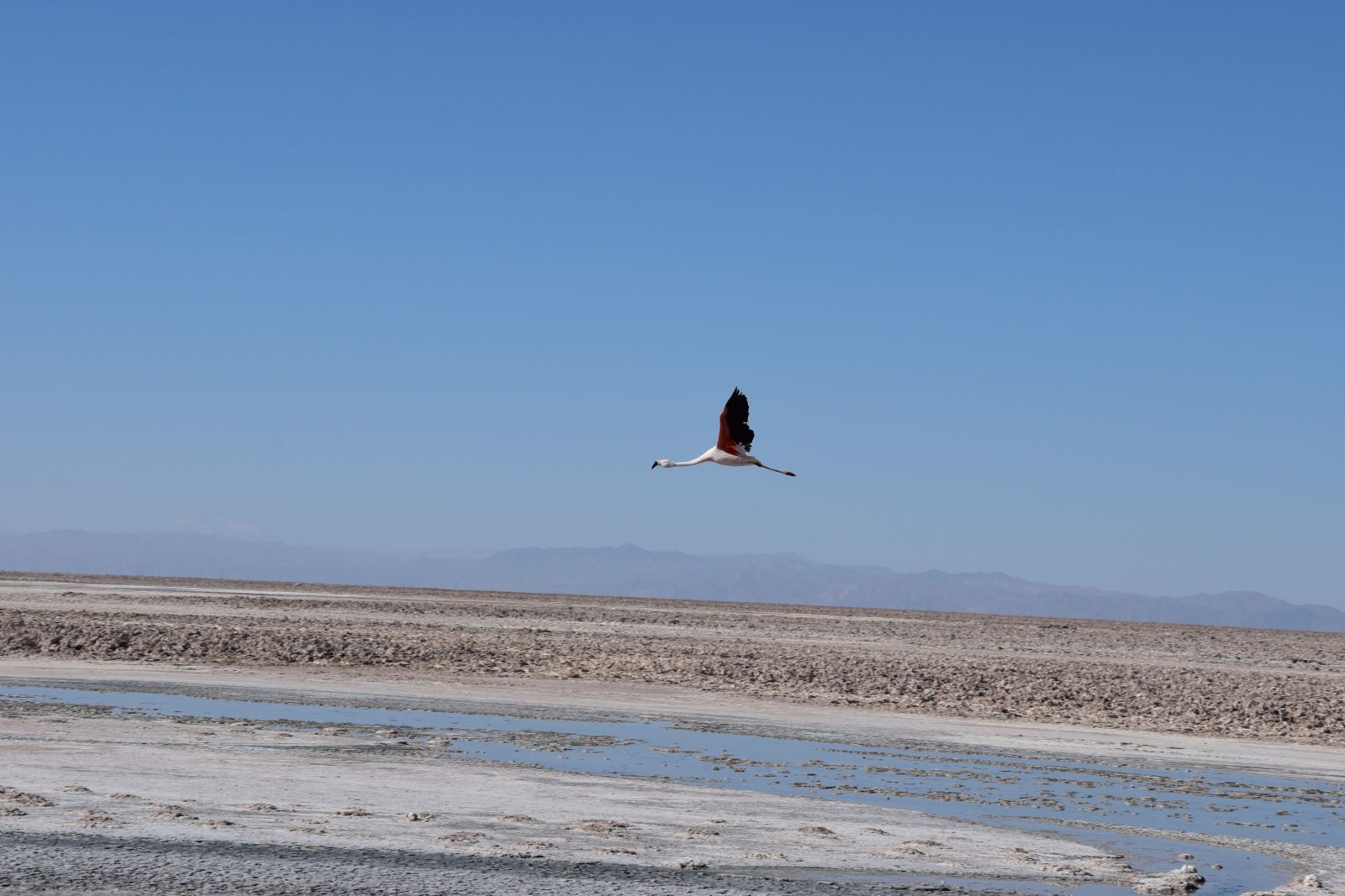 Graziler Flamingo in der Atacama-Wüste
