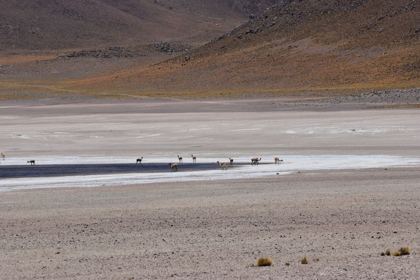 Atacama-Wüste: Vicunas in unwirtlicher Umgebung