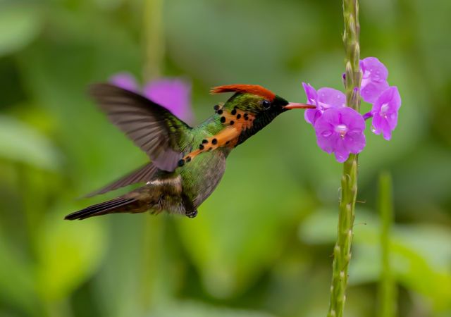 Farbenfroher Kolibri