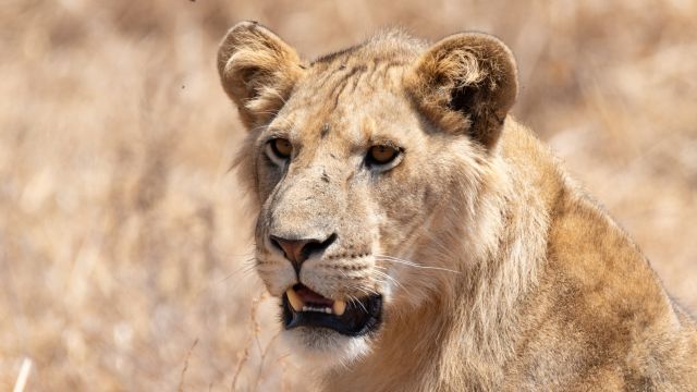 Ein aufmerksamer Löwe in der Masai Mara