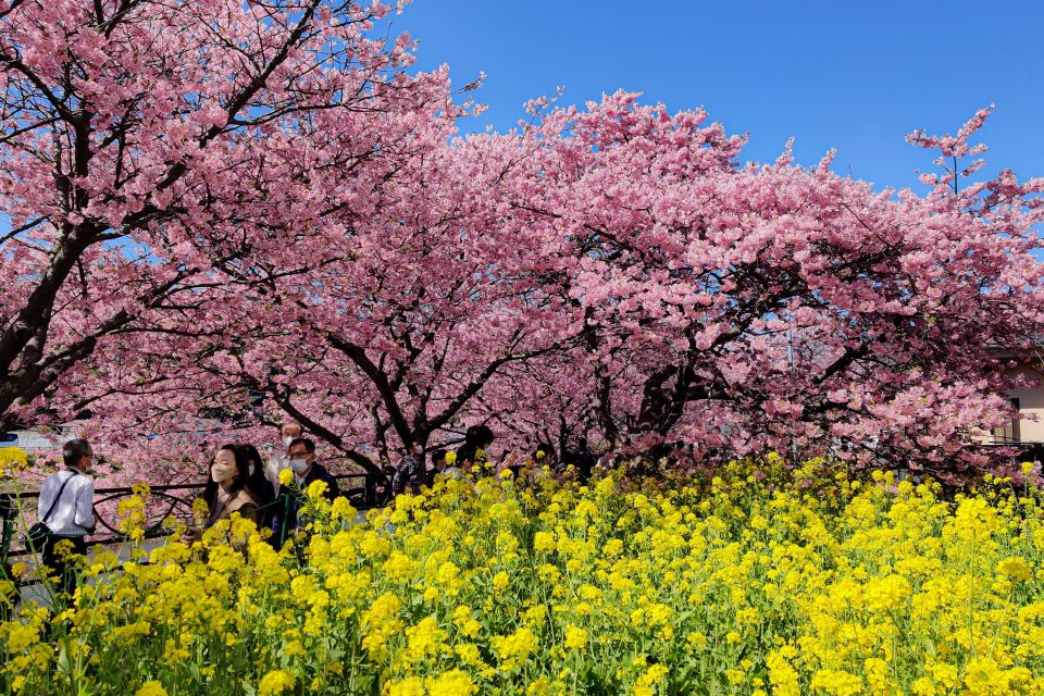 Kawazu-Kirschblüte