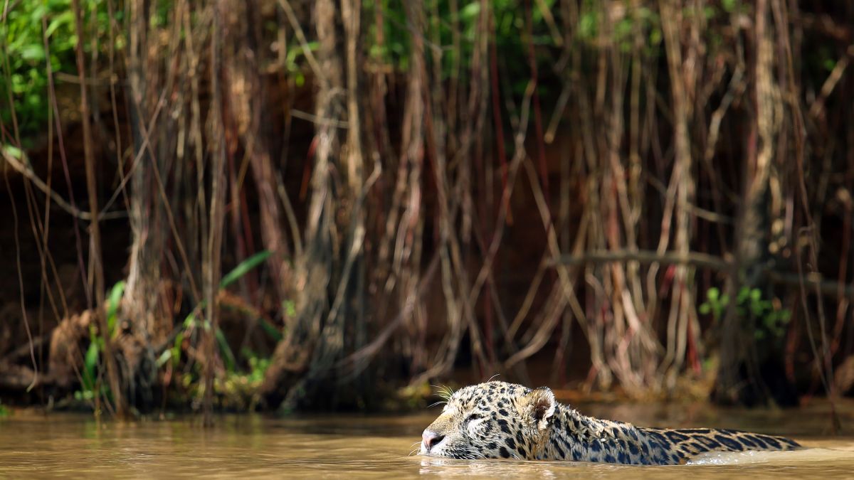 Jaguar auf der Jagd im Pantanal