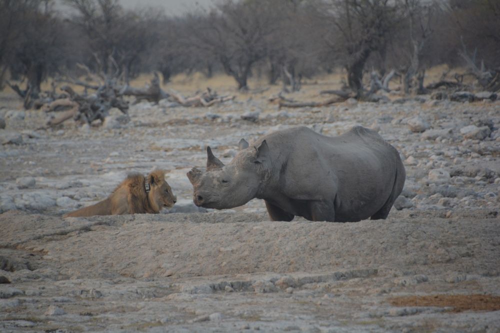 Auf Safari durch Namibia, Botswana und Sambia