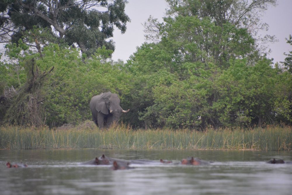 Auf Safari durch Botswana