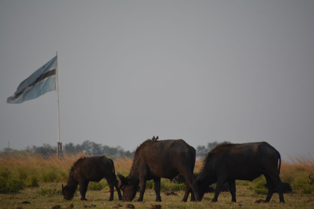 Auf Safari durch Botswana