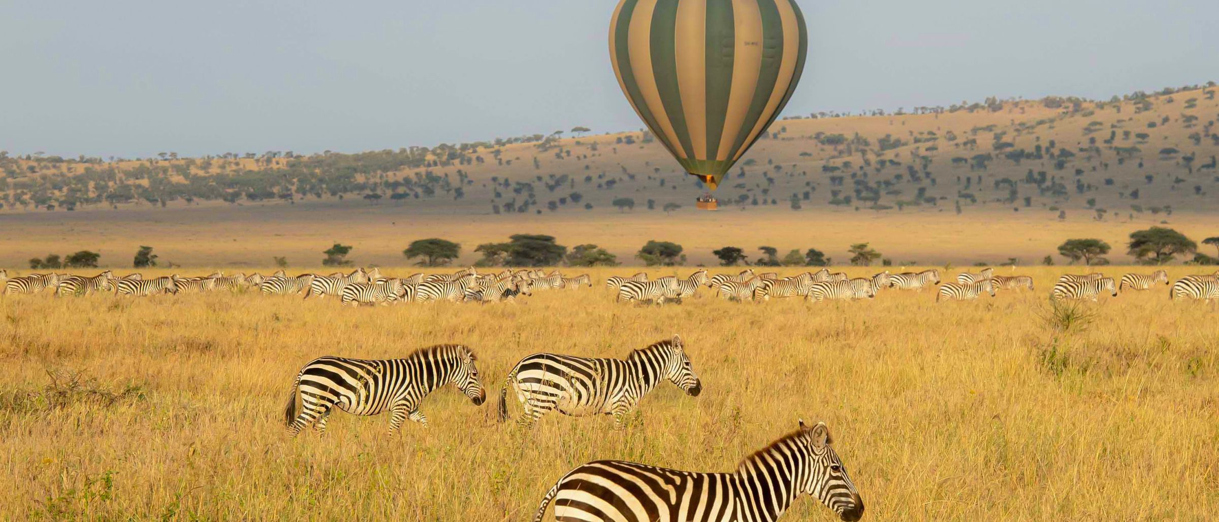 Zebras und Ballon in der Serengeti