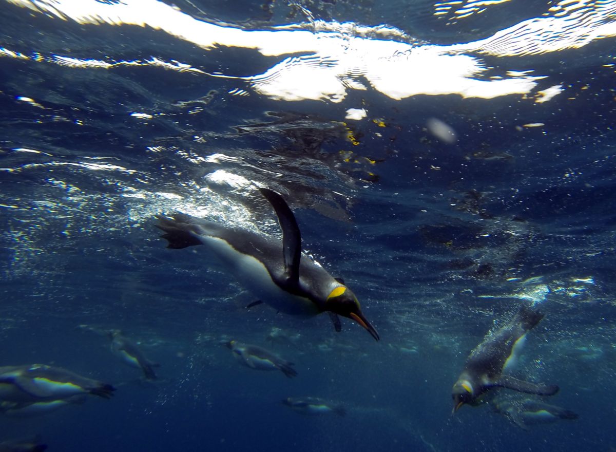Pinguine im Wasser