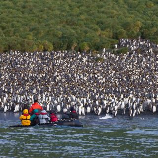 Riesige Pinguin-Kolonien