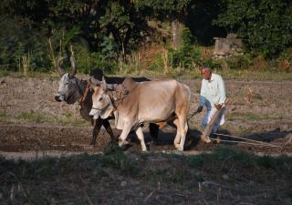 Straßenszene in Indien – Mann bewirtschaftet ein Feld