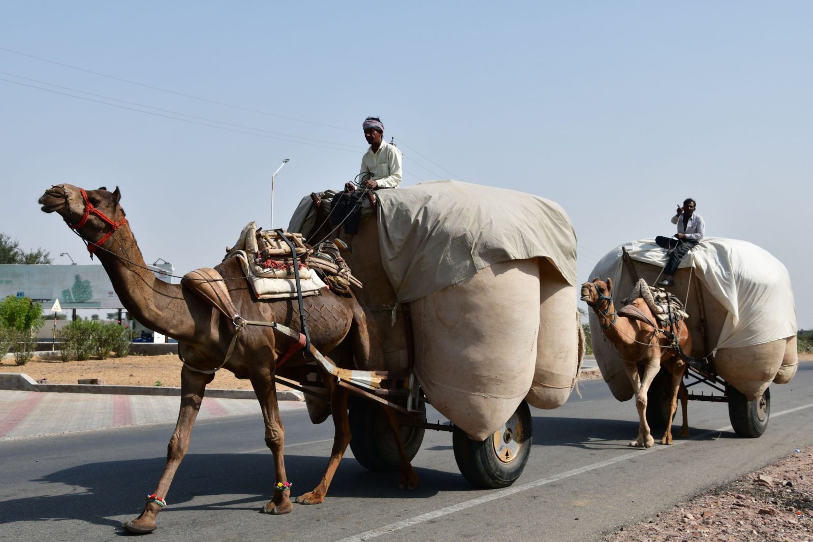 Straßenszene in Indien – Kamel-Lastentier