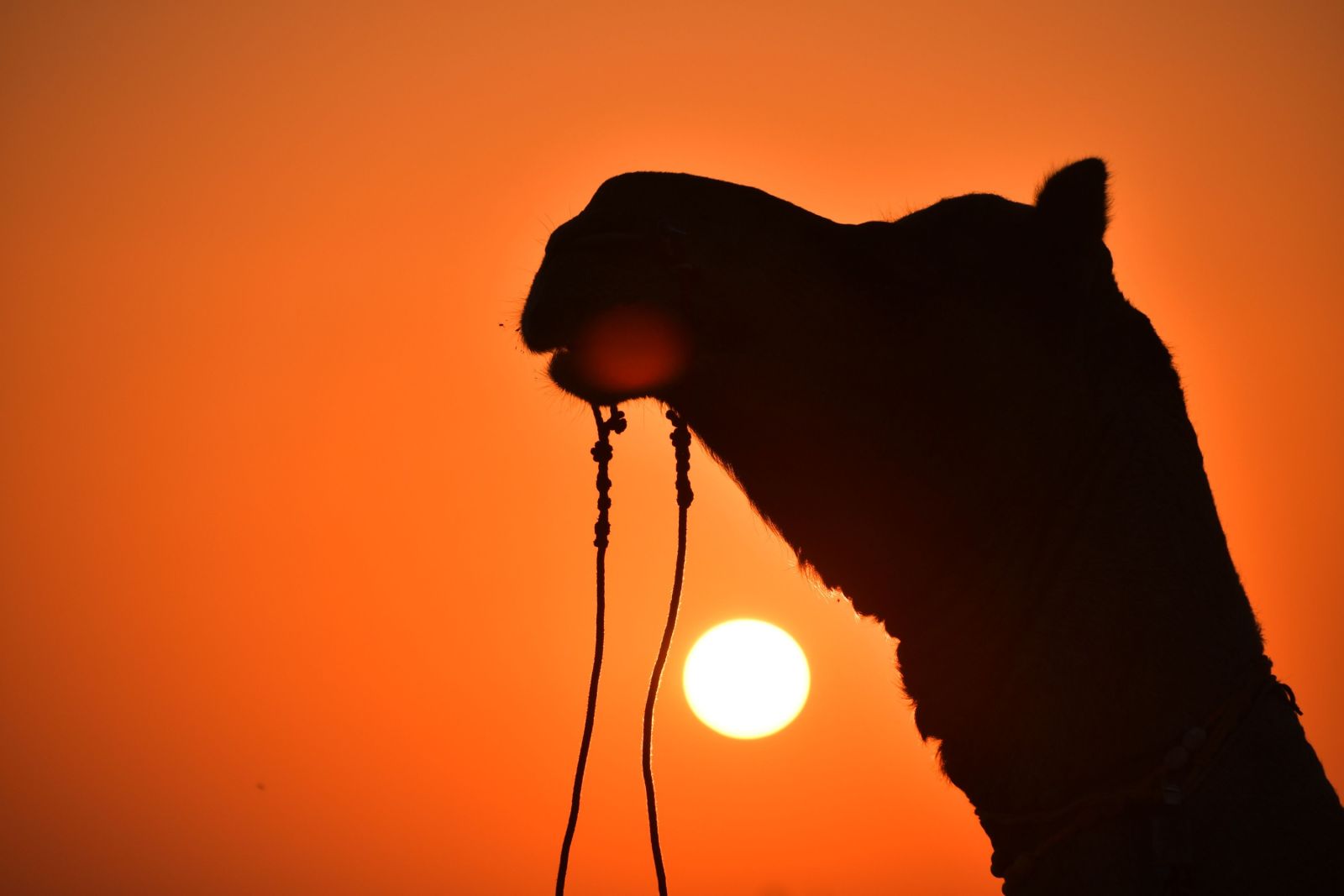 Wüste Thar bei Jaisalmer – Kamel zum Sonnenuntergang