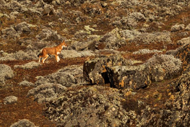 Äthiopischer Wolf in den Bale-Bergen