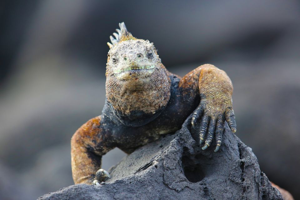 Landleguan auf Galapagos
