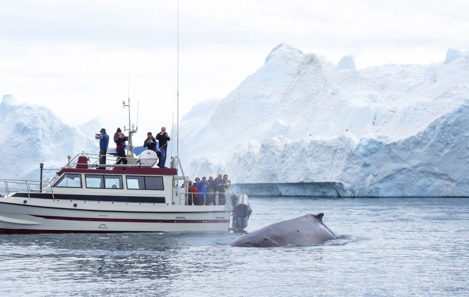 Walboebachtung bei Ilulissat