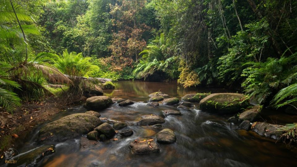Unzählige Flüsse schlängeln sich durch den satt-grünen Regenwald des Phnom Kulen Nationalpark in Kambodscha