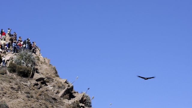 Kondor am Cruz del Condor, Colca-Tal