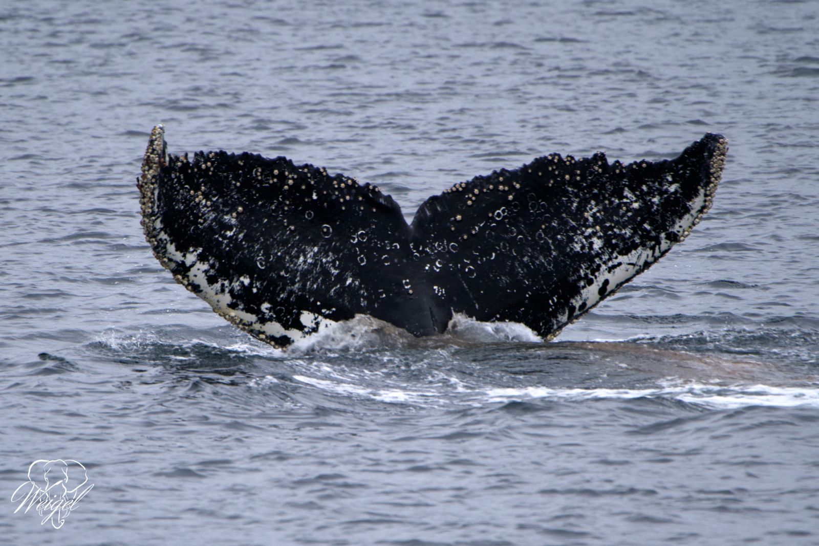 Walbeoachtung der Extraklasse in den chilenischen Fjorden