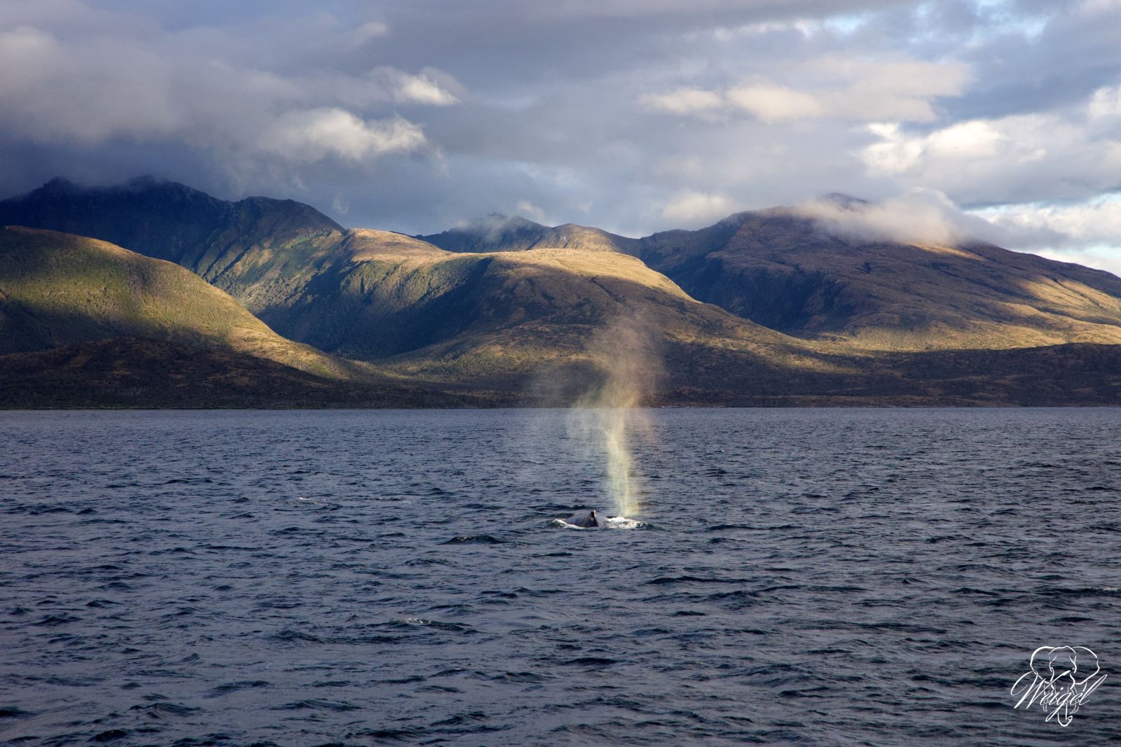 Walbeobachtung in malerischer und einsamer Umgebung