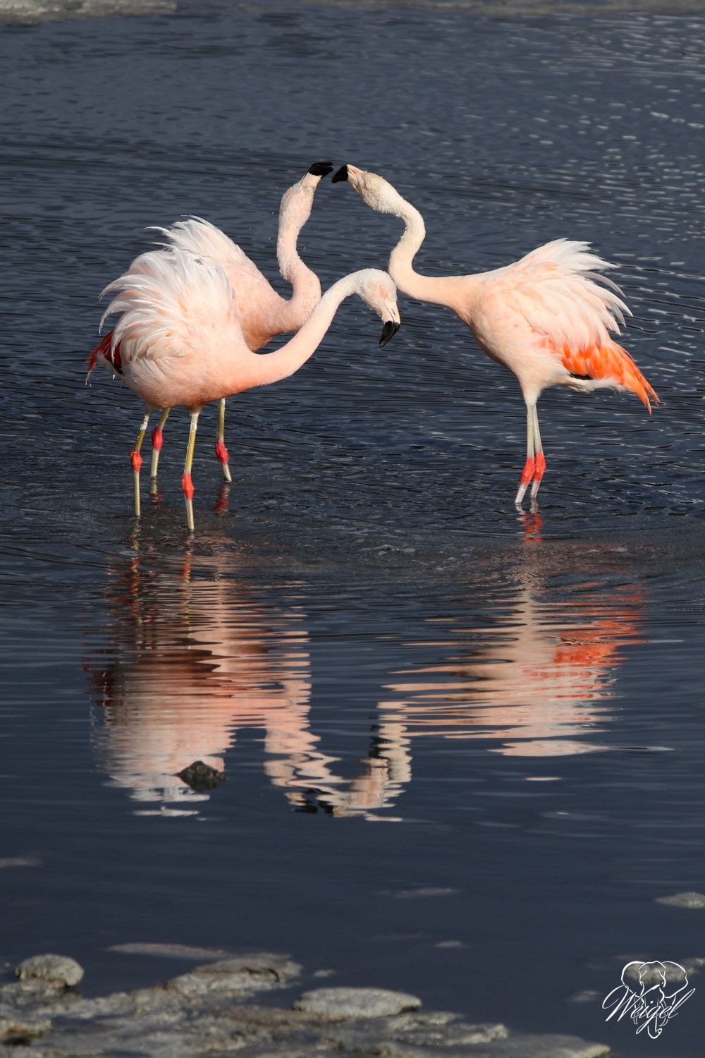 Tanz der Flamingos in Patagonien