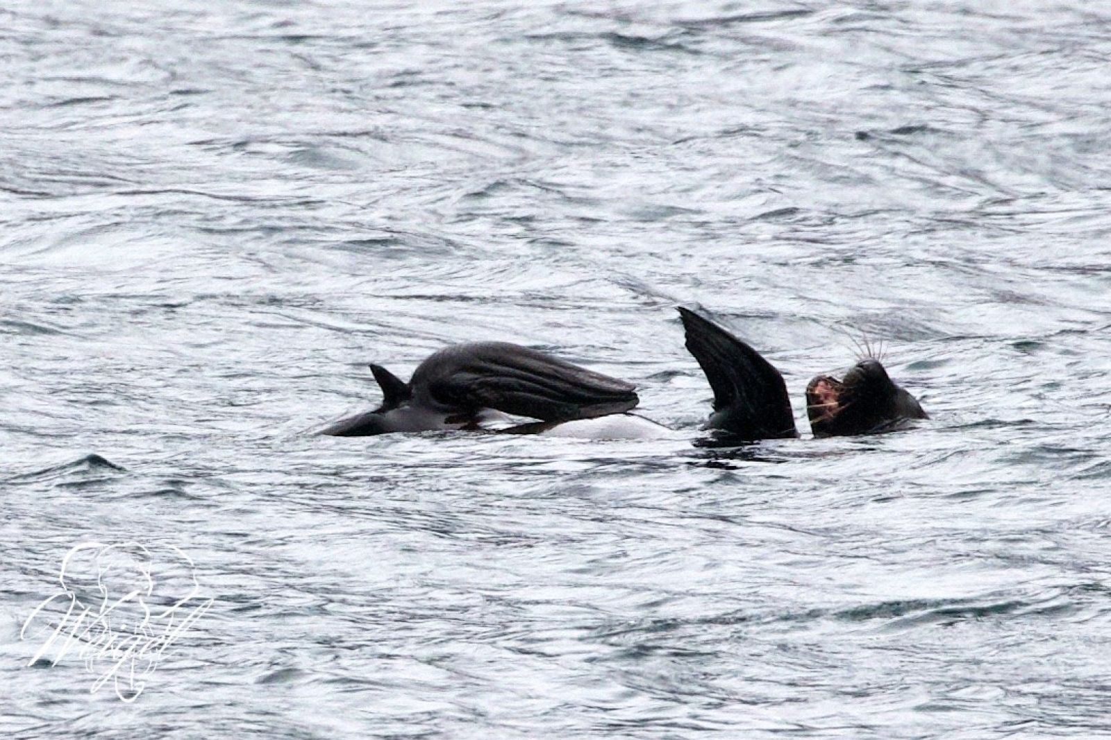 Seelöwen gesellen sich zum Beobachtungsboot