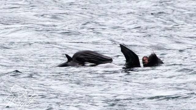 Seelöwen gesellen sich zum Beobachtungsboot