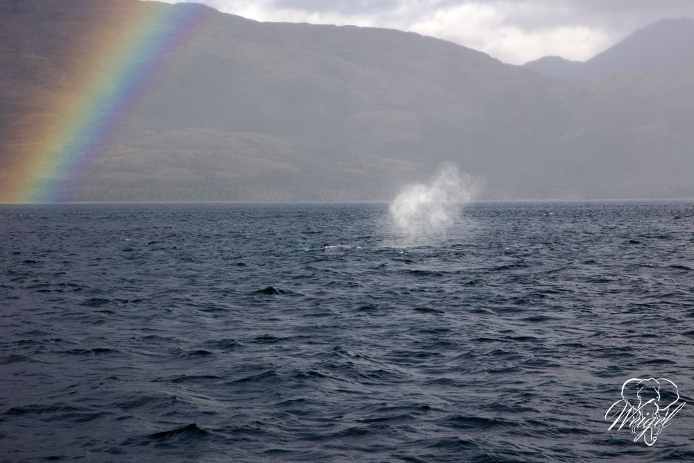 Whalesound – ein Meeresgiigant macht sich bemerkbar
