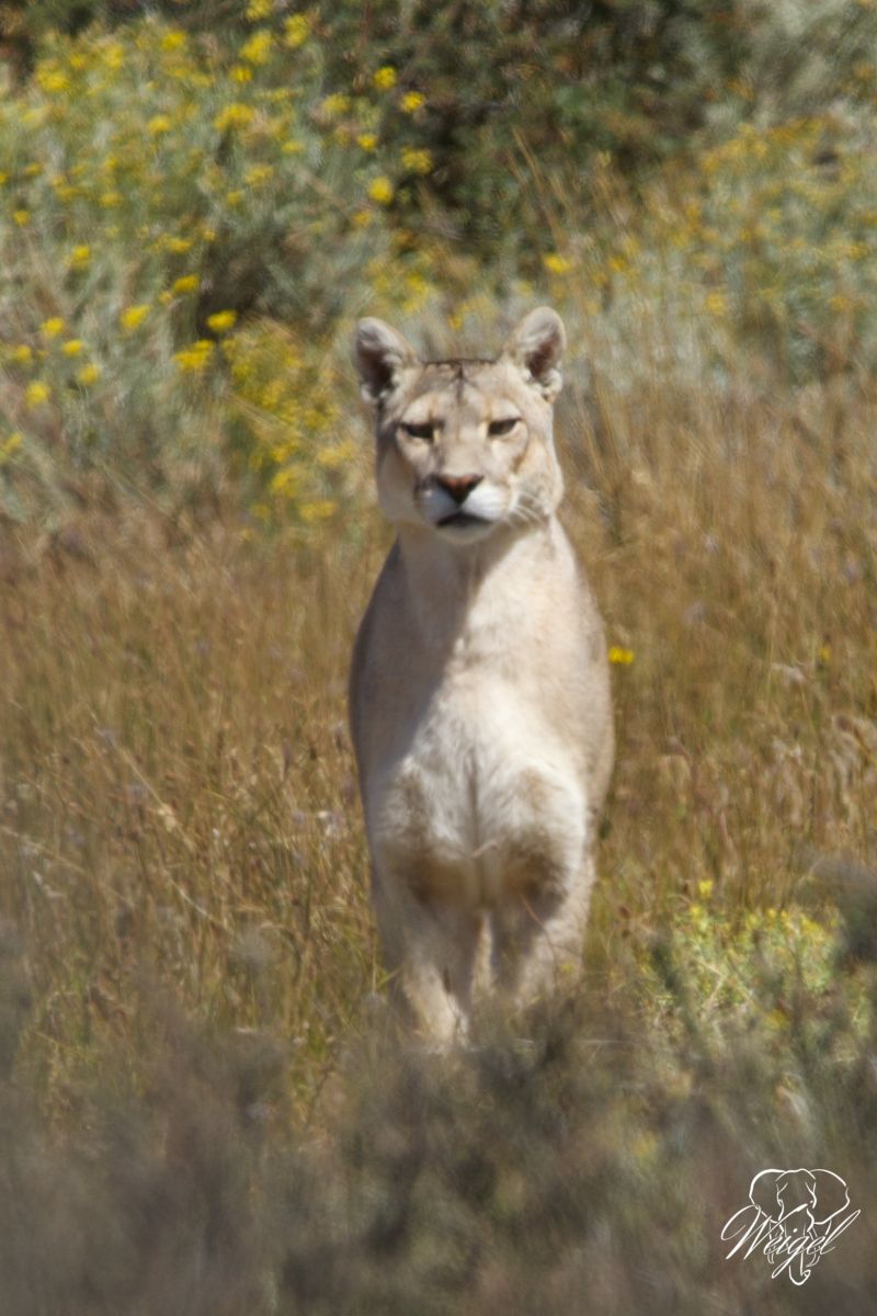 Puma (puma concolor), aus der Familie der Kleinkatzen