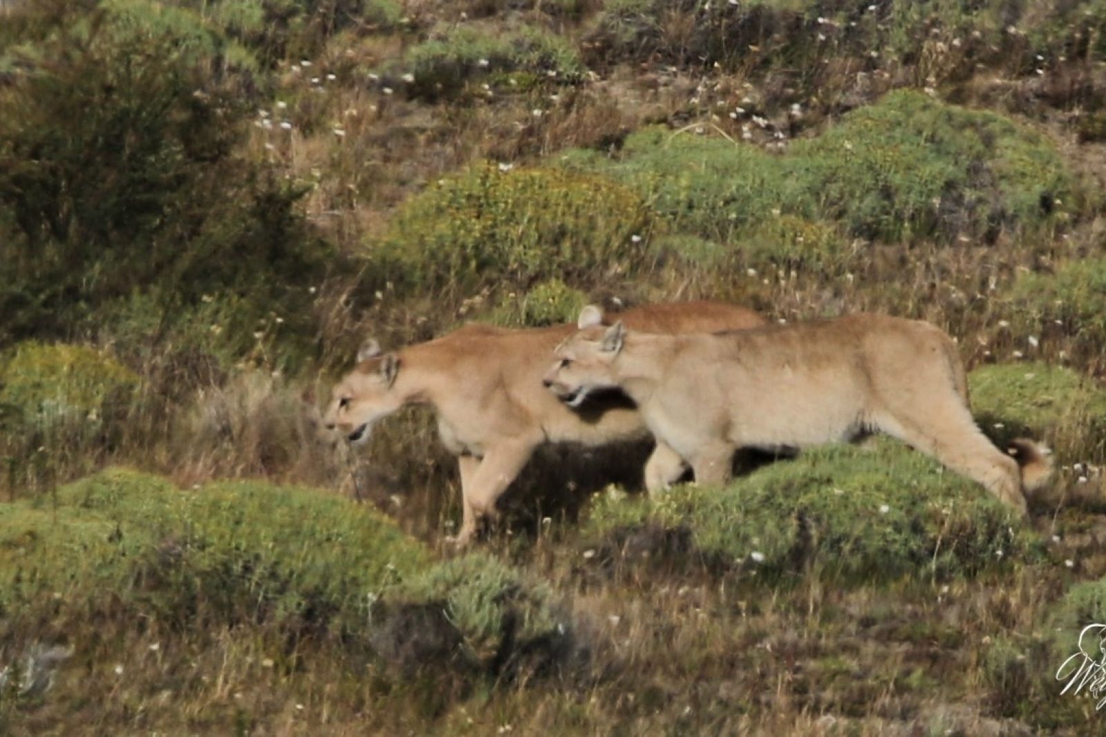 Auf Puma-Safari im Torres del Paine-Nationalpark