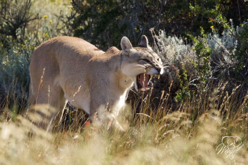Der Puma (Berglöwe) brüllt nicht wie ein Löwe, er gibt schreiartige Laute von sich