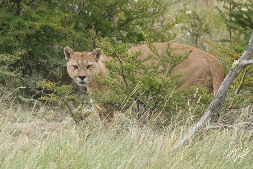 Aug‚ in Aug‘ mit dem Jäger auf leisen Sohlen: Der Puma