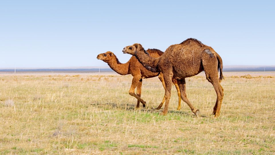Kamele in der Steppe von Kasachstan