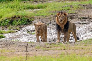 Löwen im Gir-Nationalpark