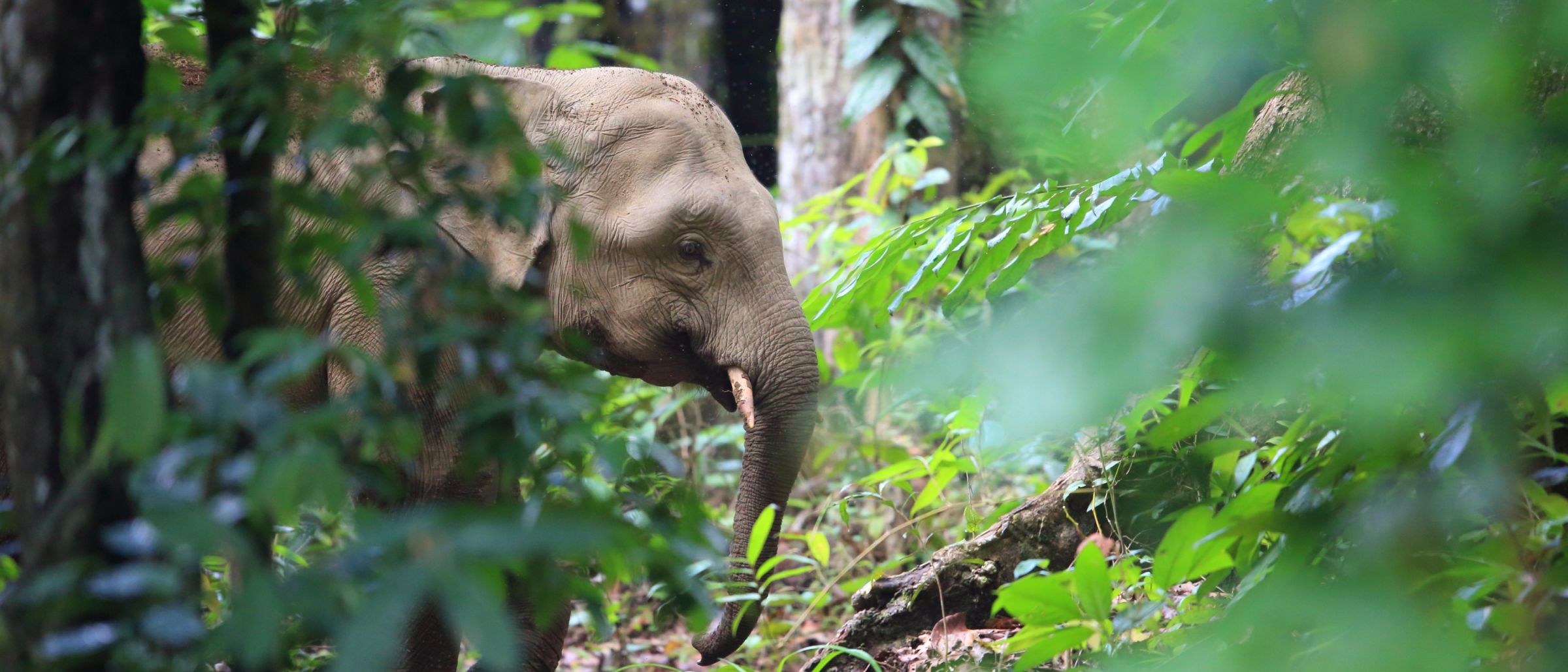 Borneo-Elefant