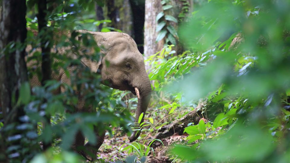 Borneo-Elefant