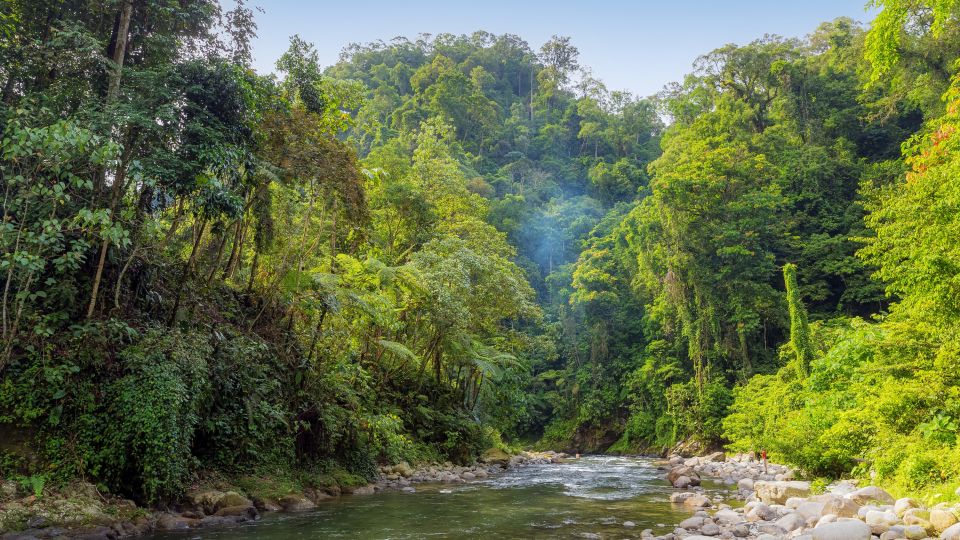 Landschaftsblick auf einen Fluss im Regenwald
