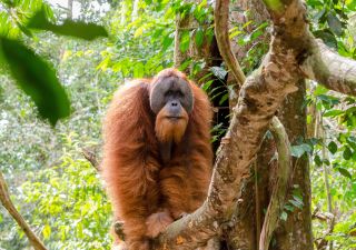 Wilder Sumatra-Orang-Utan