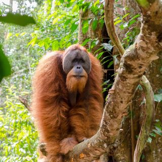 Wilder Sumatra-Orang-Utan