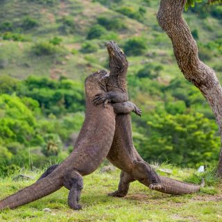 Kampf der Warane im Komodo-Nationalpark