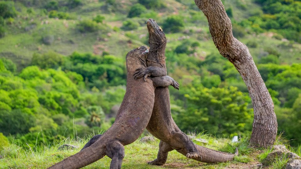 Kampf der Warane im Komodo-Nationalpark