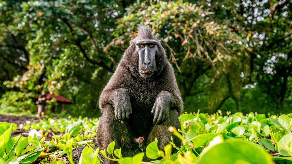 Der "Selfie-Affe" auf Sulawesi