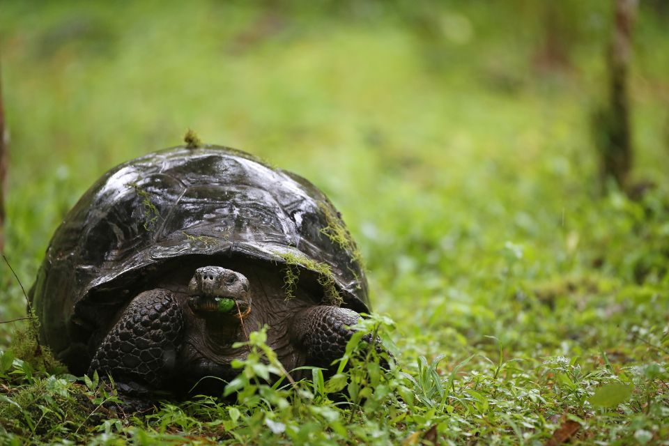 Riesenschildkröte im Regen unterwegs