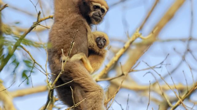 Gibbon im Kaziranga-Nationalpark