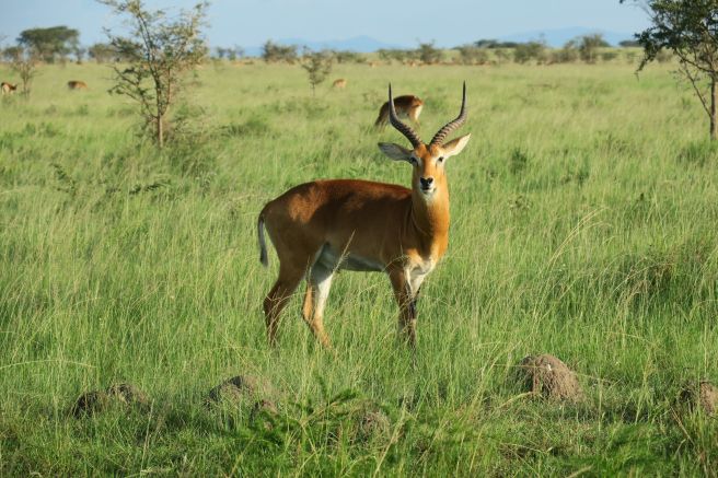 Uganda-Kob im Queen Elizabeth Nationalpark
