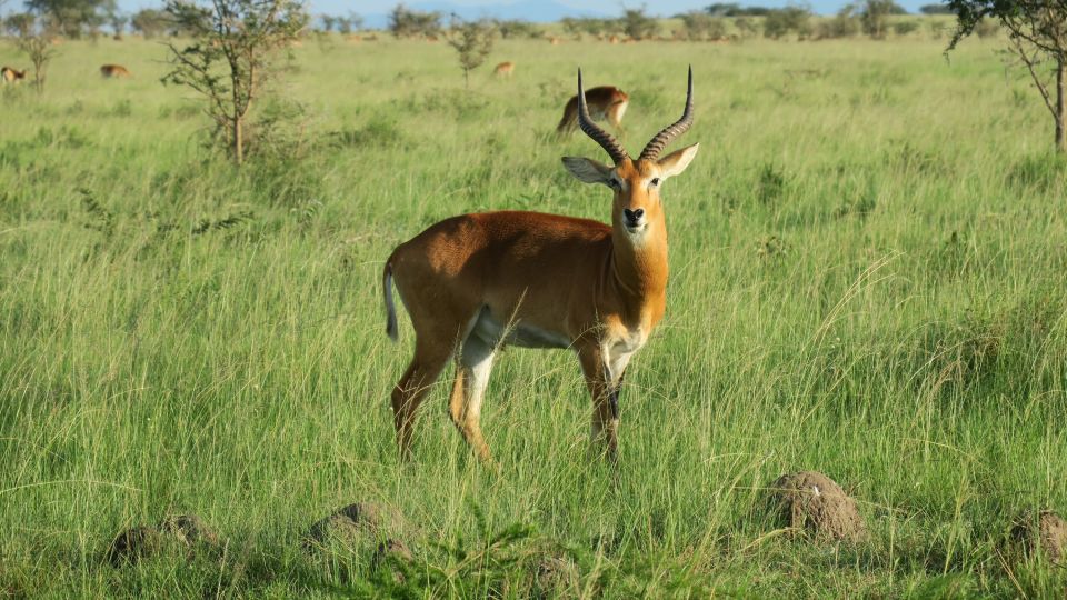 Uganda-Kob im Mburo-Nationalpark